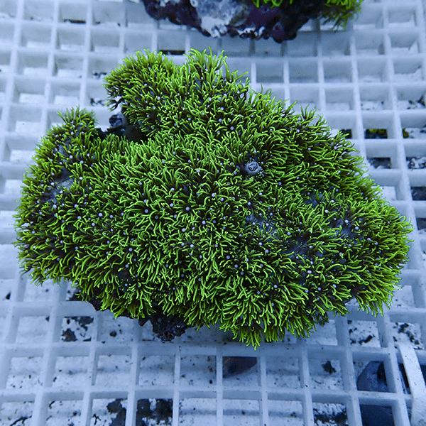 【サンゴ現物32】スターポリプ