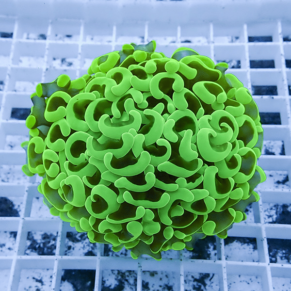 【サンゴ現物17】ナガレハナサンゴ