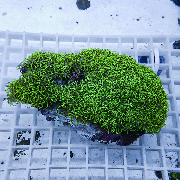 【サンゴ現物33】スターポリプ