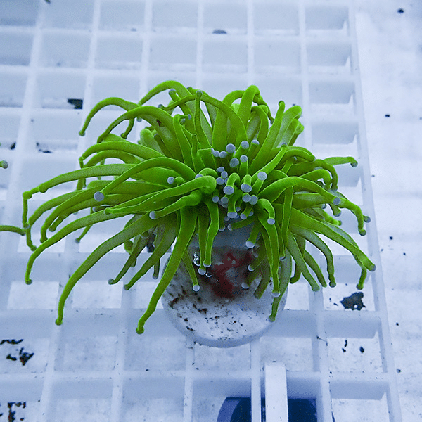 【サンゴ現物18】フラワーコーラルフラグ