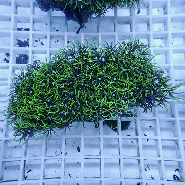 【サンゴ現物18】スターポリプ