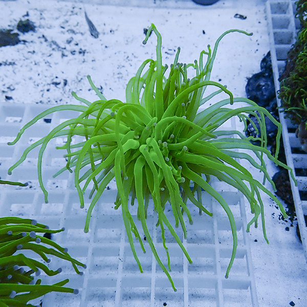 【サンゴ現物19】フラワーコーラルフラグ