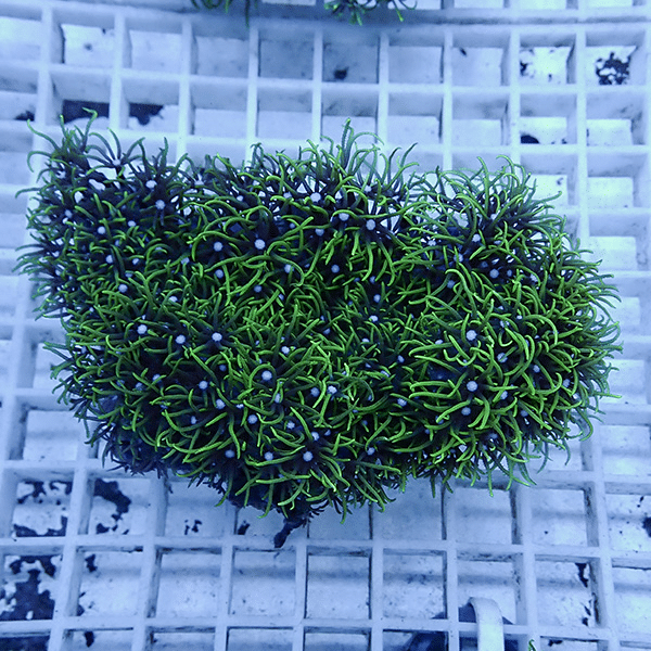 【サンゴ現物19】スターポリプ