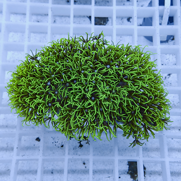 【サンゴ現物1】スターポリプ