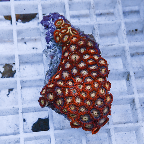 【サンゴ現物1】マメスナギンチャク