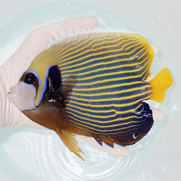 【現物1】粒エサOK スレ有り タテジマキンチャクダイ 19cm±