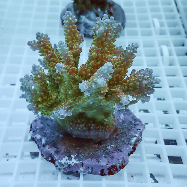 【サンゴ現物1】ブリードミドリイシ