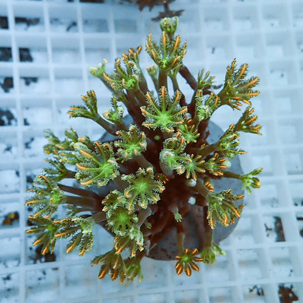 【サンゴ現物1】ツツウミヅタサンゴ オレンジ