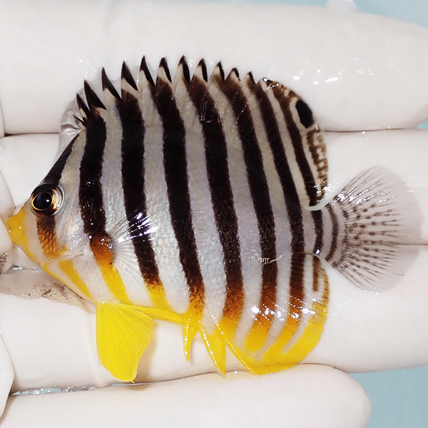 【現物1】シマヤッコ 5.5cm±