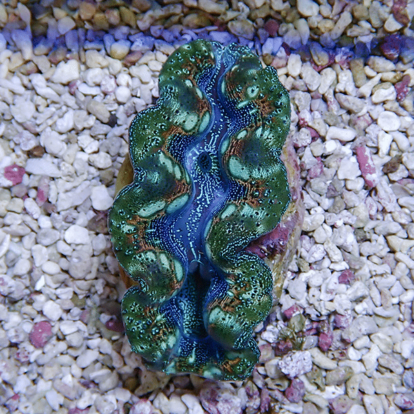 【サンゴ現物1】ヒメシャコガイ 8-9cm