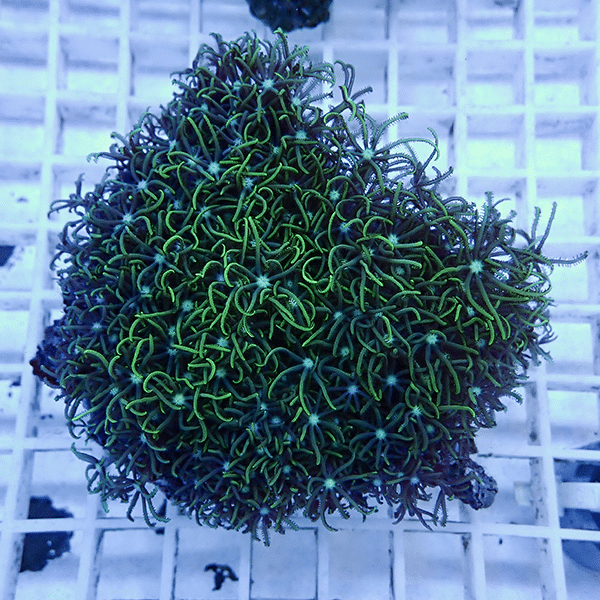 【サンゴ現物1】スターポリプ