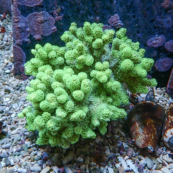 【サンゴ現物1】トサカ.sp 13-12cm 沖縄産