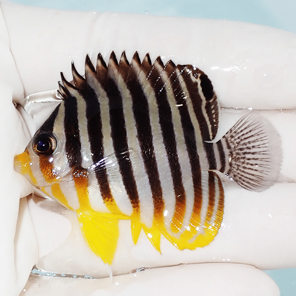 【現物1】シマヤッコ 5.2cm±