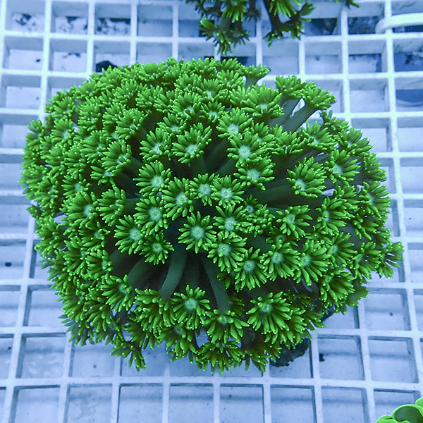 【サンゴ現物1】ハナガササンゴ