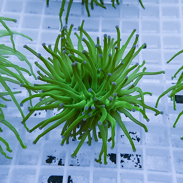 【サンゴ現物20】フラワーコーラルフラグ