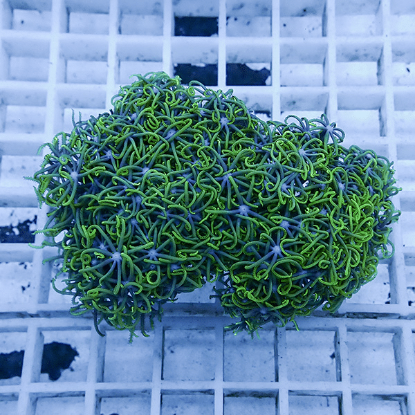 【サンゴ現物20】スターポリプ