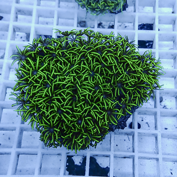 【サンゴ現物21】スターポリプ