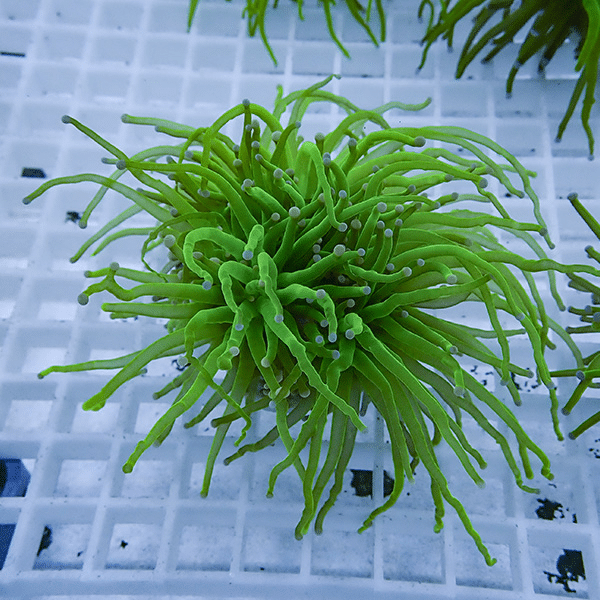 【サンゴ現物22】フラワーコーラルフラグ