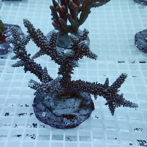 【サンゴ現物22】ブリードミドリイシ