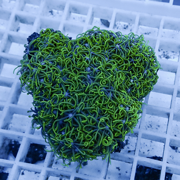 【サンゴ現物22】スターポリプ