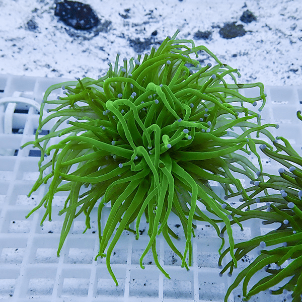 【サンゴ現物23】フラワーコーラルフラグ