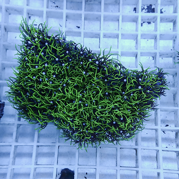 【サンゴ現物23】スターポリプ