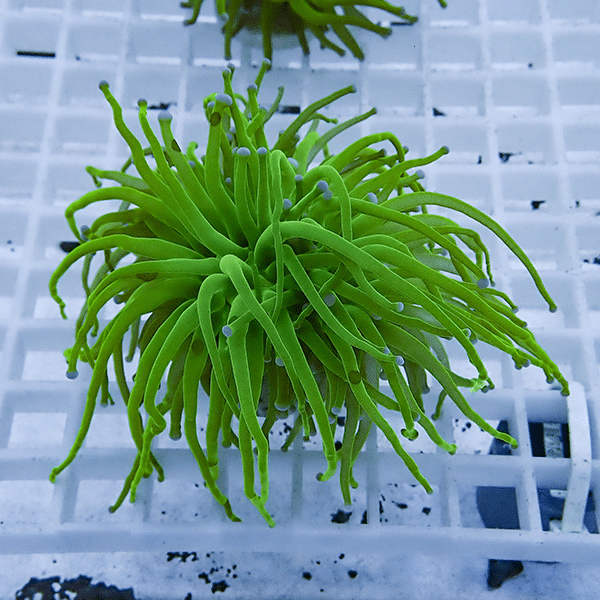 【サンゴ現物24】フラワーコーラルフラグ