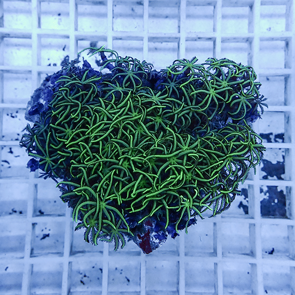 【サンゴ現物24】スターポリプ