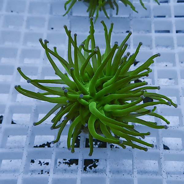 【サンゴ現物25】フラワーコーラルフラグ