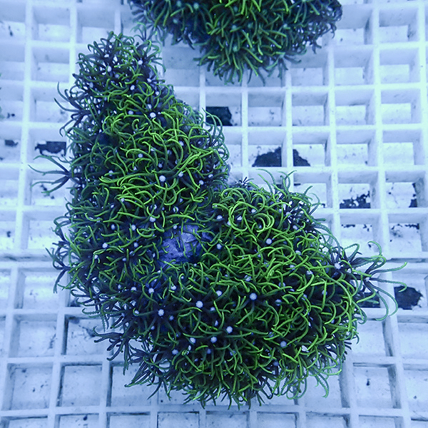 【サンゴ現物25】スターポリプ