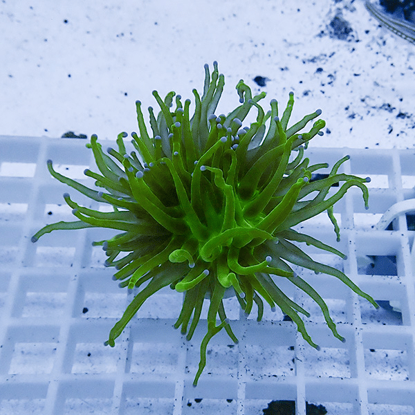 【サンゴ現物26】フラワーコーラルフラグ