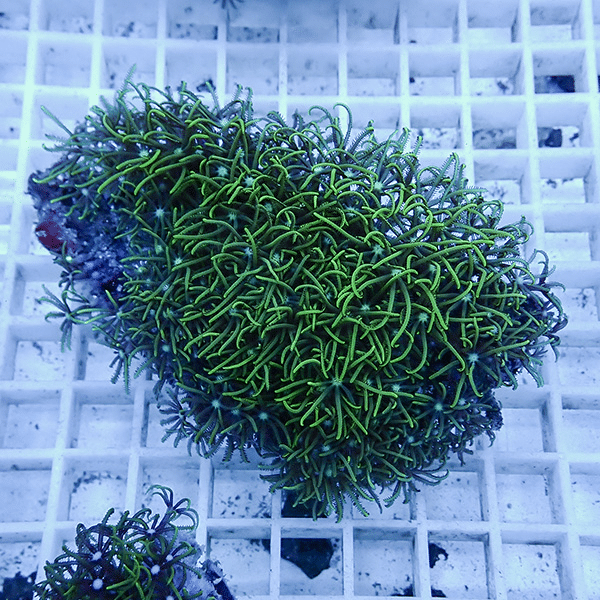 【サンゴ現物26】スターポリプ