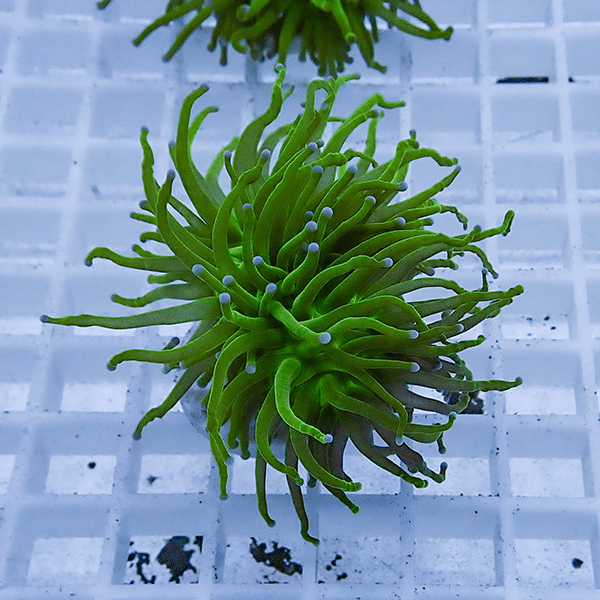 【サンゴ現物27】フラワーコーラルフラグ