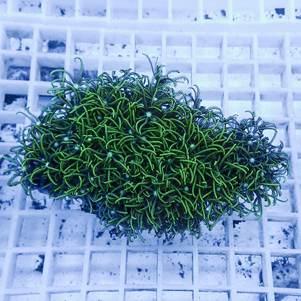 【サンゴ現物27】スターポリプ