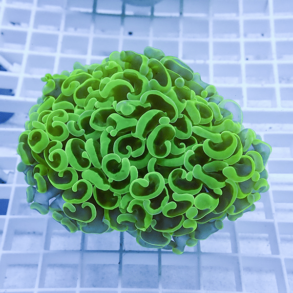 【サンゴ現物27】ナガレハナサンゴ