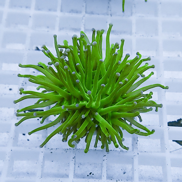 【サンゴ現物28】フラワーコーラルフラグ