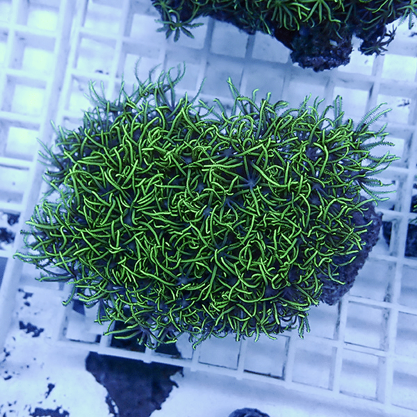 【サンゴ現物28】スターポリプ