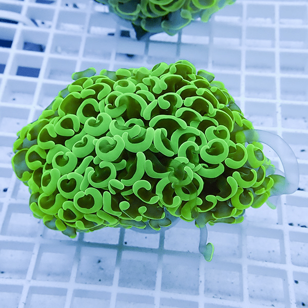 【サンゴ現物28】ナガレハナサンゴ