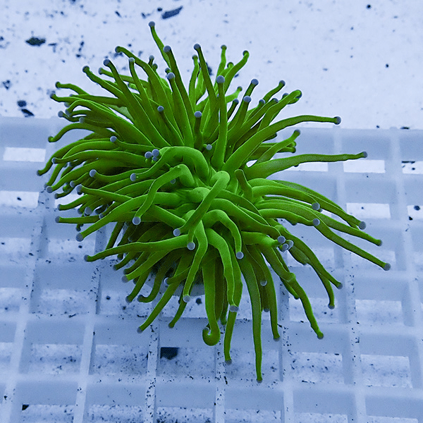 【サンゴ現物29】フラワーコーラルフラグ