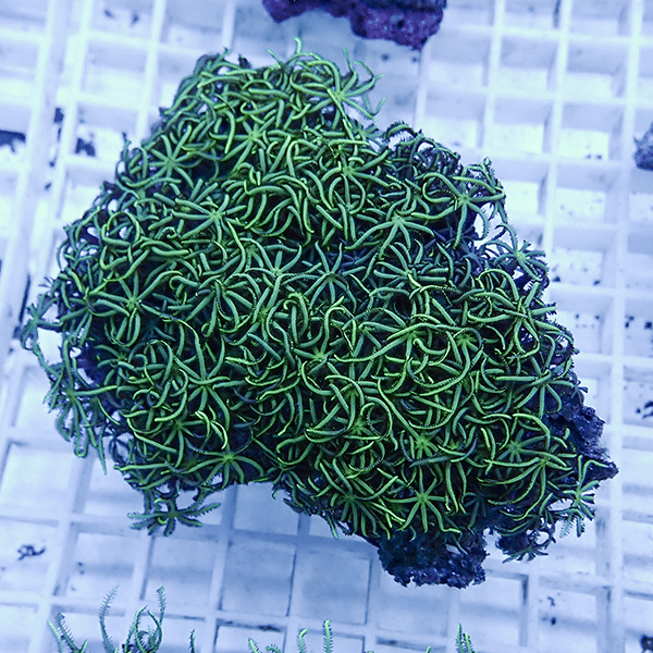 【サンゴ現物29】スターポリプ