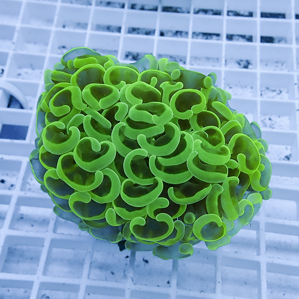 【サンゴ現物29】ナガレハナサンゴ