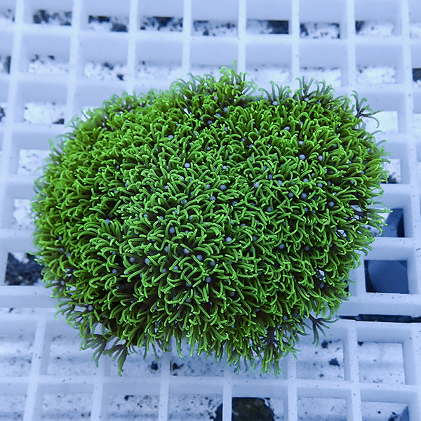 【サンゴ現物2】スターポリプ