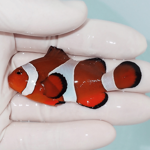 【現物2】カクレクマノミbig 6.5cm±