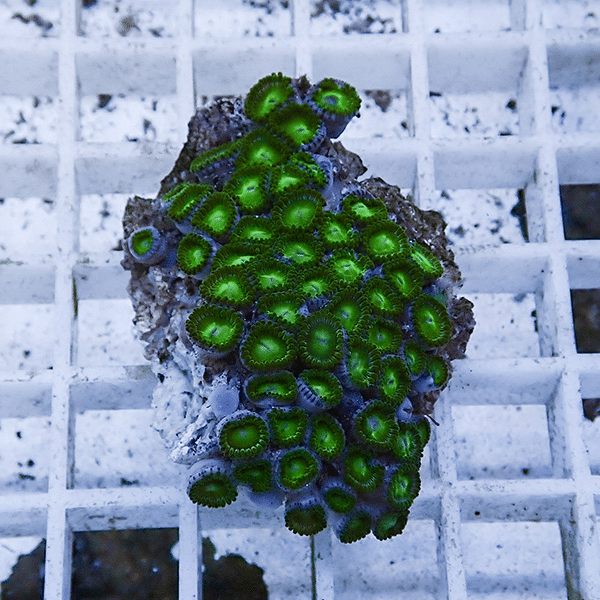 【サンゴ現物2】マメスナギンチャク