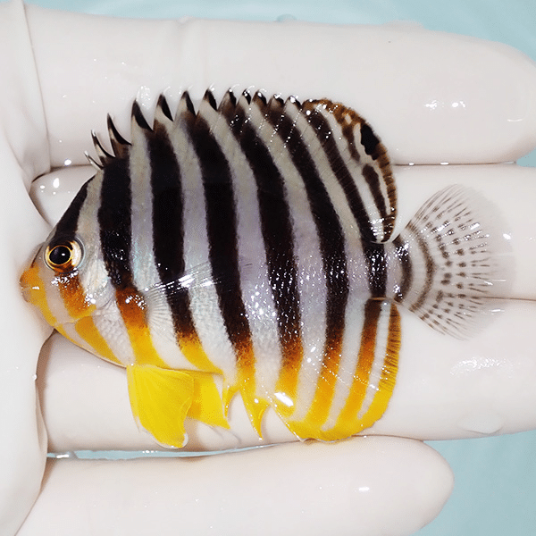 【現物2】シマヤッコ 6cm±