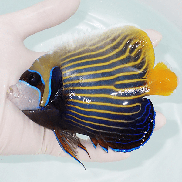 【現物2】タテジマキンチャクダイ 13.5cm±