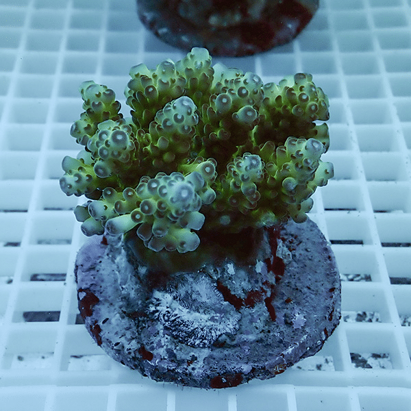 【サンゴ現物2】ブリードミドリイシ