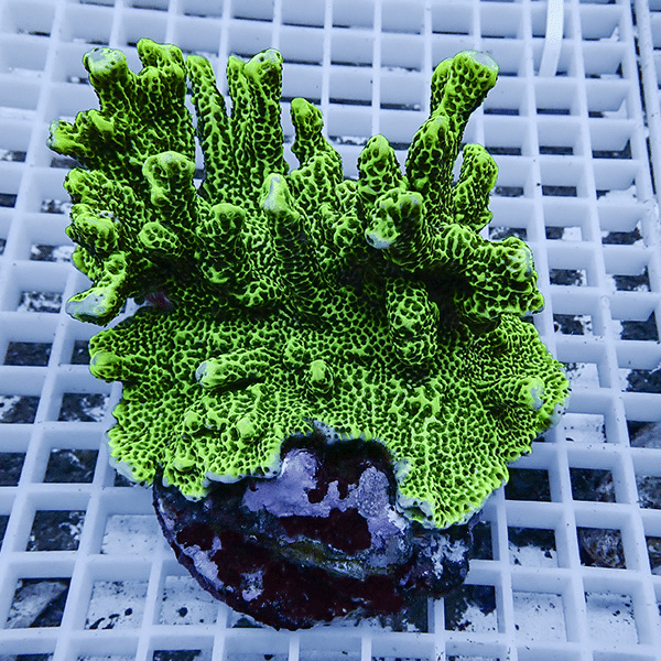 【サンゴ現物2】エダコモンサンゴ ブリード