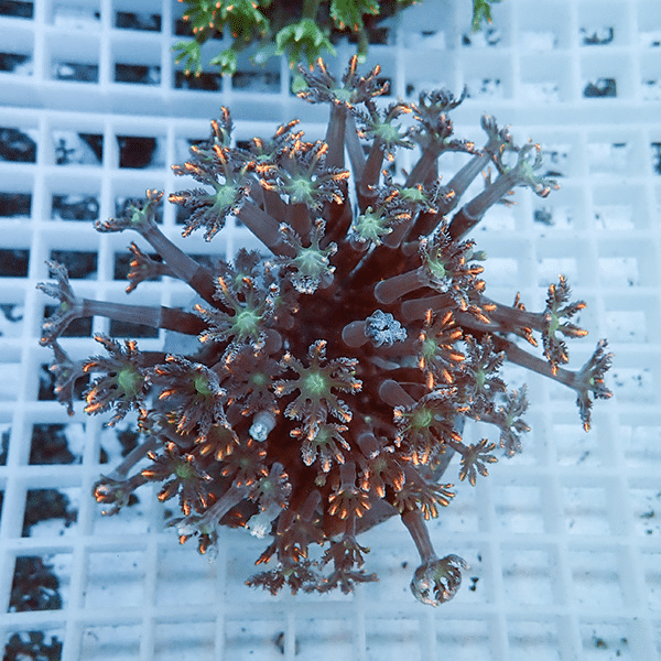 【サンゴ現物2】ツツウミヅタサンゴ オレンジ