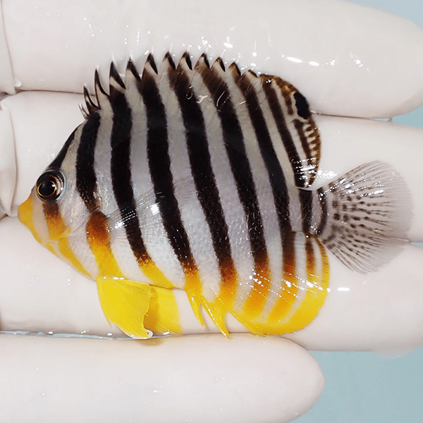 【現物2】シマヤッコ 6cm±